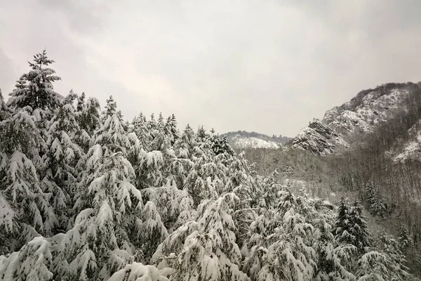 Paysage Brouillard Aérien Avec Pins Sempervirents Recouverts Neige Fraîche Lors — Photo