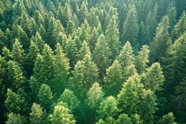 Koyu ladin ağaçlı yeşil çam ormanının havadan görünüşü. Yukarıdan orman manzarası yok.