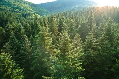 Koyu ladin ağaçlı yeşil çam ormanının havadan görünüşü. Yukarıdan orman manzarası yok.