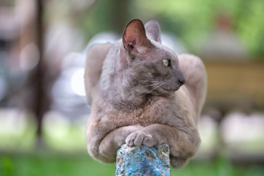 Büyük gri kızgın Sfenks yazın açık havada dinlenen başıboş bir kedi doğuruyor..