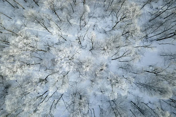 寒い冬には凍った木々に覆われた白い森の空の景色 冬の鬱蒼とした野生の森 — ストック写真