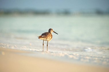 Large-Billed Dowitcher wild sea bird looking for food on seaside in summer.