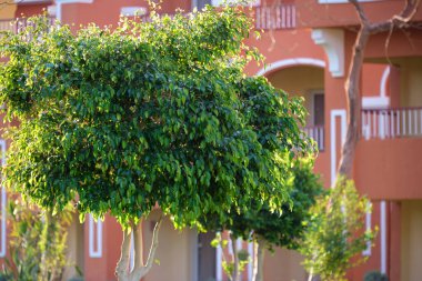 Tahta gövdeli taze yeşil ağaç ve yaz bahçesinde büyüyen canlı yeşil yapraklar..