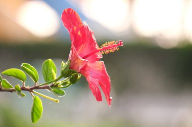 Yeşil yapraklı kırmızı çiçek ve tomurcuklar yeşil yaz arka planında çiçek açıyor..