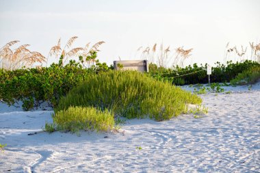 Seaside beach with small sand dunes and grassy vegetation on warm summer evening.