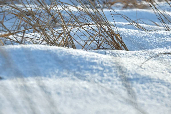 Closeup Neve Coberto Grama Seca Inverno Plantas Selvagens Mortas Congeladas — Fotografia de Stock