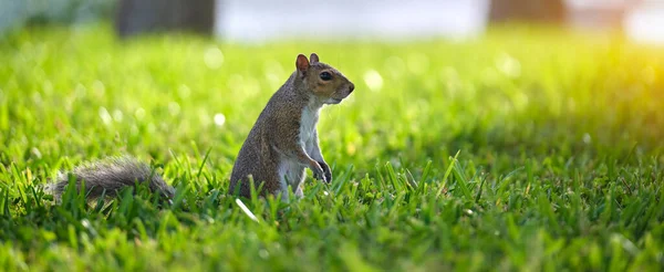 Curious Beautiful Wild Gray Squirrel Looking Green Grass Summer Town — Stockfoto