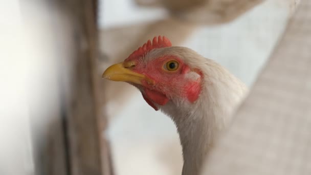 Alimentação Galinhas Tradicional Celeiro Rural Frango Doméstico Gramado Quintal Com — Vídeo de Stock