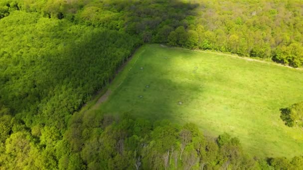 世界的な森林破壊産業の結果として伐採された木の大部分を持つ緑豊かな森林の空中ビュー 世界生態系への有害な人間の影響 — ストック動画