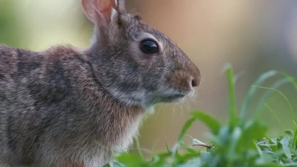 夏の畑で草を食べる灰色の小さなウサギ 自然の中で野生ウサギ — ストック動画
