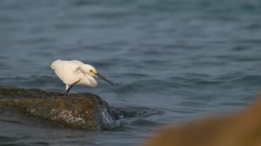 White heron wild sea bird, also known as great or snowy egret hunting on seaside in summer.