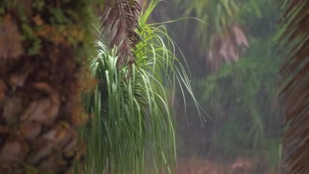 Sıcak Nemli Florida Ikliminde Yeşil Palmiye Ağaçlarına Tropik Yağmur Yağıyor — Stok video