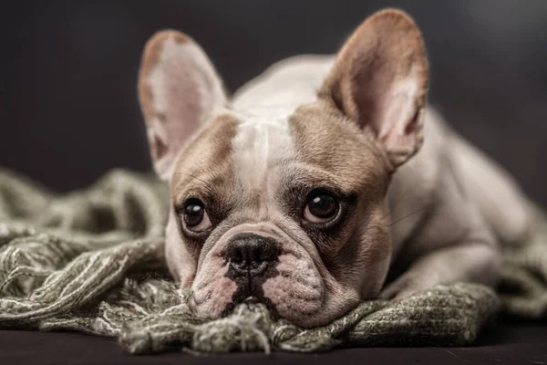 French Bulldog Laying Fine Art Setting Rechtenvrije Stockfoto's