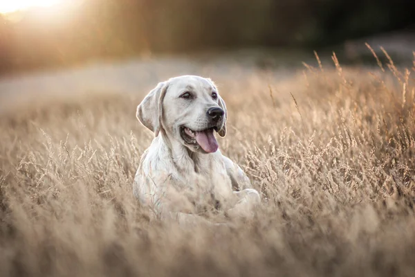 Blond Labrador Laying High Grass Stockafbeelding