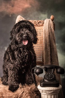 black labradoodle in Fine Art setting