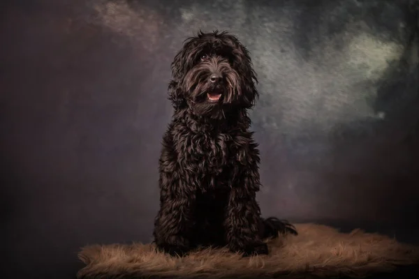 Black Labradoodle Fine Art Setting Stockfoto