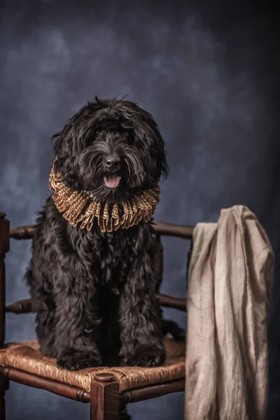 Black Labradoodle Fine Art Setting Stockfoto