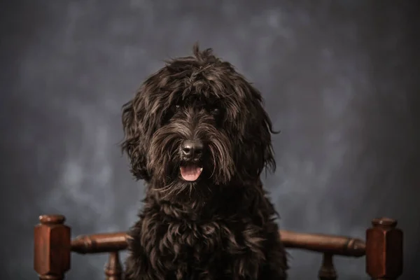 Black Labradoodle Fine Art Setting Stockfoto