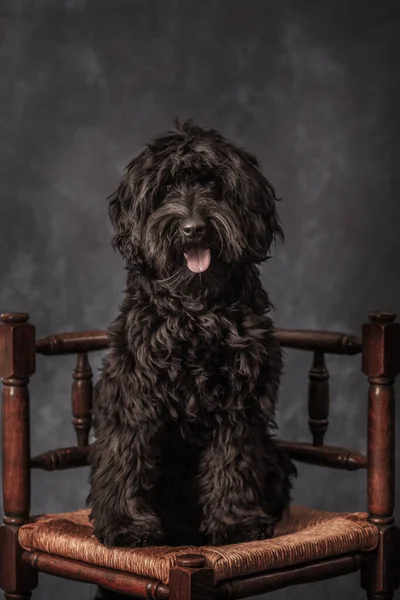 Black Labradoodle Fine Art Setting Stockfoto