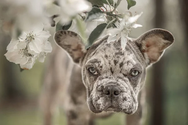 French Bulldog Pup Blossom Garden Stockfoto