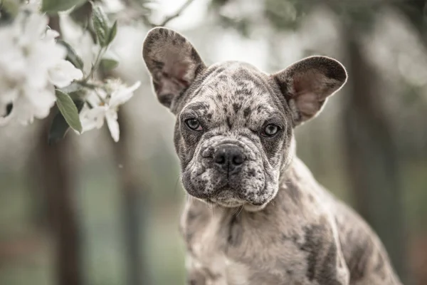 French Bulldog Pup Blossom Garden Stockfoto