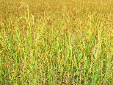 çeltik tarımı ve iş büyümesi