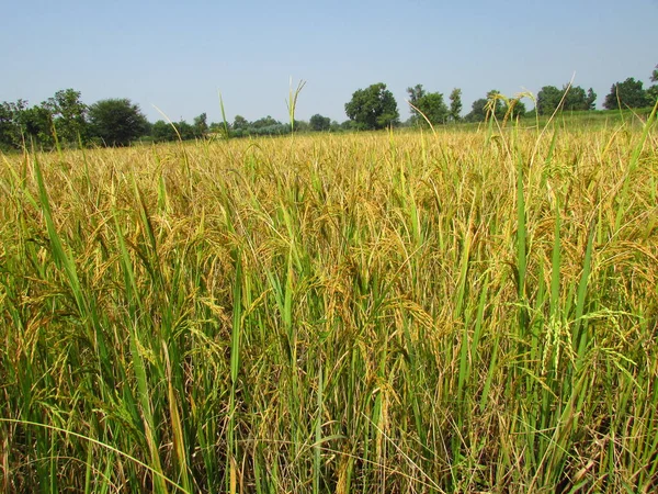Pirinç Yetiştiriciliği Mavi Gökyüzü — Stok fotoğraf
