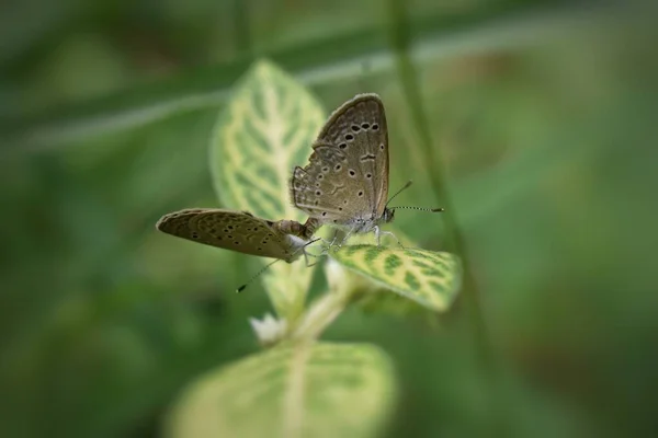 Mating Butterflies Plant — Stock Photo, Image