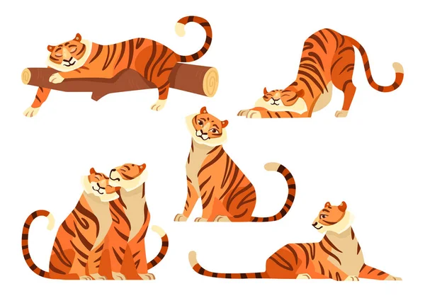 Cute Tigers Different Poses Cartoon Illustration Set African Tiger Tigress — Stock Vector