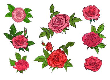 İzole edilmiş arka planda kırmızı güller. Yapraklar, çiçekler, güzellik. Desen, arkaplan, çiçek gibi konular için kullanılabilir