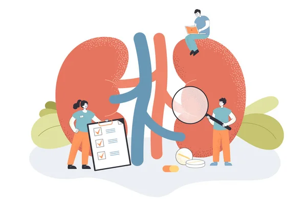 Doktorlar klinikteki böbreklerin ve idrar sisteminin sağlığını kontrol ediyorlar. Kronik böbrek hastalıkları ve fizyoloji düz vektör çizimi olan küçük insanlar üzerinde tıbbi çalışmalar. Üroloji, nefroloji, diyaliz kavramı