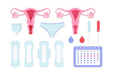 Dişi dönemler belirlendi. Tampon, ped, takvim, külot, damla, bardak, rahim. Regl dönemi, adet döngüsü, kadın sağlığı, hijyen konsepti için vektör çizimi