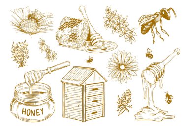 El çizimi bal bezi çizimi seti. Arı, bal peteği ve çiçekli illüstrasyon broşürleri için klasik tasarım elementleri. Organik gıda ve doğal ürün konsepti