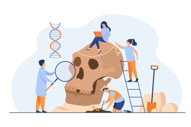 Küçük antropologlar Neandertal kafatası düz vektör çizimi üzerinde çalışıyorlar. Karikatüristler DNA ve paleolitik araştırmalar yapıyor. Antropoloji ve tarih öncesi müze konsepti