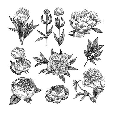 Şakayık oymalı çizimler seti. Yapraklı çiçek açan şakayıkların el çizimi, beyaz arka planda çiçek tomurcukları. Çiçek, düğün konsepti 