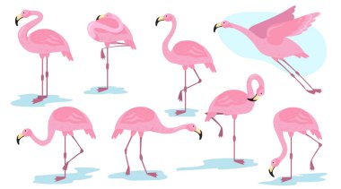 Pembe flamingo kuşu web tasarımı için düz poz veriyor. Çizgi film flamingosu izole edilmiş vektör illüstrasyon koleksiyonu yapıyor, uçuyor ve dinleniyor. Tatil, vahşi yaşam ve hayvan konsepti