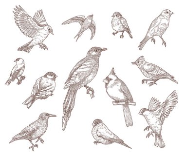 Kabartmalı kuş türleri vektör illüstrasyonunu çizer. El yapımı uçan kardinal, serçe, güvercin, doğu mavi kuş, bülbül ya da sığırcık koleksiyonu. Doğa, vahşi kuşlar, hayvan konsepti.