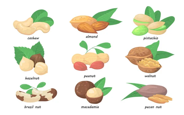坚果和种子 开心果 开心果 巴西坚果 白色隔离 有机食品 素食营养 蛋白质概念的载体说明 — 图库矢量图片