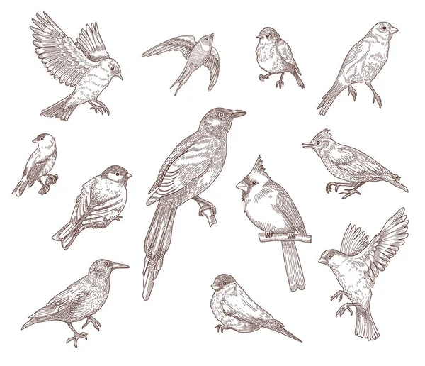 Conjunto Especies Aves Ilustración Vectorial Bocetos Grabados Colección Cardenal Volador — Vector de stock