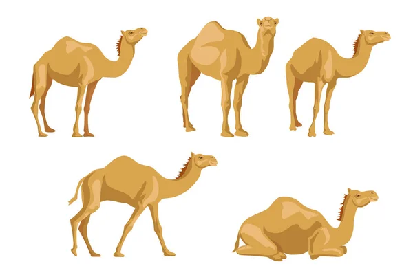 Camels Sideways Illustrations Set Cartoon Collection Wild Animals Humps Caravan — стоковый вектор