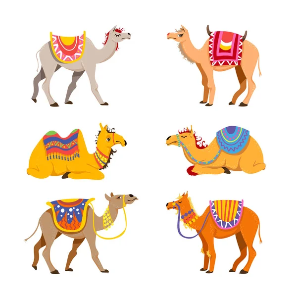 Camel set for desert caravan. Cartoon vector illustrations. Group of cute bactrian and dromedary camels isolated on white background. Funny animals with saddle on hump and bridle for graphic designs