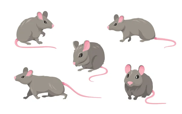 漫画のマウスセット ピンクの毛のない尾を歩くか 白に隔離された座ってグレーの毛皮のようなげっ歯類 ペット 野生動物のコンセプトのためのベクトルイラスト — ストックベクタ