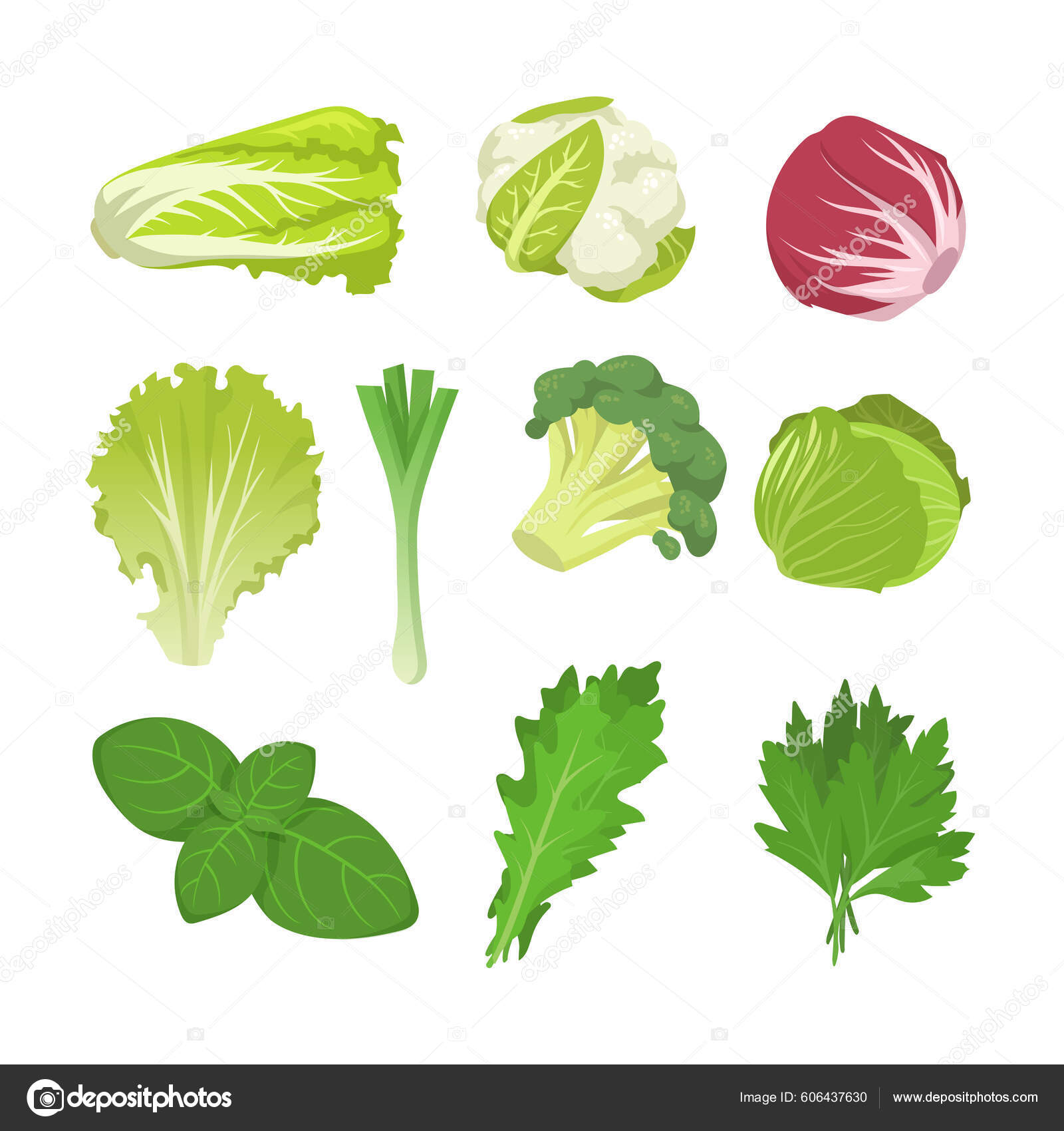 Image vectorielle Ensemble Salades Choux Feuilles D'épinards Laitue Endive  Chou Frisé Rouge par ©pch.vector - 606437630, image size:1600x1700