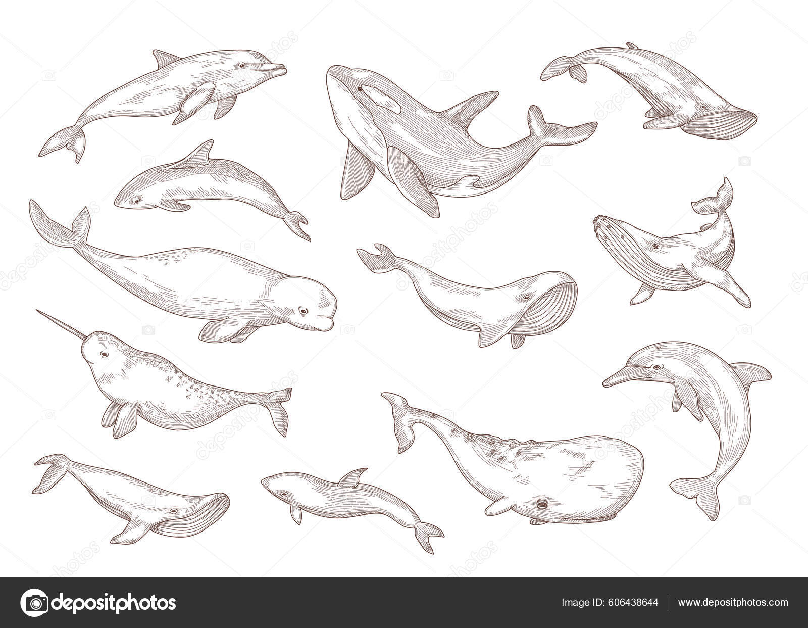 孤立的鲸鱼种类手绘矢量图集雕刻的古埃及独角鲸座头鲸白鲸和蓝鲸古埃及素描海洋动物和海洋野生动物概念