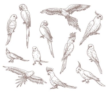 Hand drawn sketches of parrots. Vector set of exotic birds: cockatoo, macaw, ara. Illustrations drawing with pencil in vintage style. Jungle, fauna, nature, pet concept