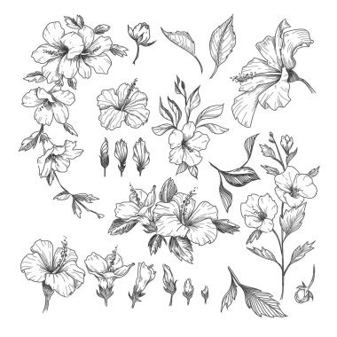 Hibiscus oymalı çizimler seti. El çizimi, egzotik amber çiçeği çizimi, beyaz arka planda izole edilmiş çiçek deseni tasarımı. Hawaii, çiçekler, dekorasyon konsepti.