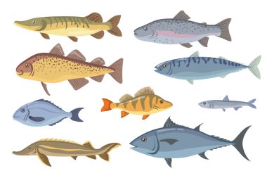 Deniz ve tatlı su balığı seti. Tilapia, halibut, sardalya, dorado, ringa balığı, somon balığı, beyazda izole edilmiş çelenk. Balıkçılık, deniz ürünleri, balık pazarı, gurme konsepti için vektör illüstrasyonu