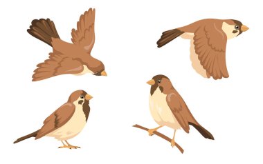 Sparrow karakter çizimleri ayarlandı. Kahverengi tüylü küçük kuş ağaç dalında oturuyor ve beyaz arka planda tek başına uçuyor. Doğa, vahşi hayvanlar, kuş bilimi konsepti.