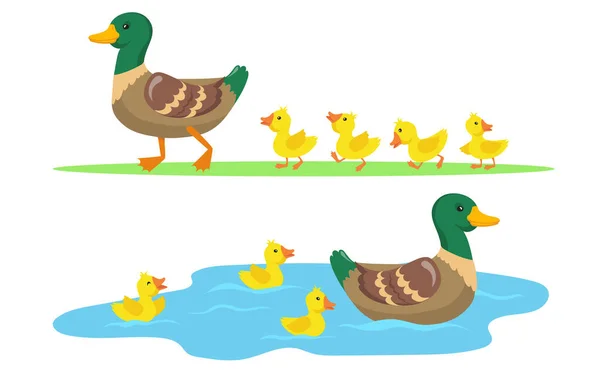 アヒルとアヒルがセットされます かわいい母アヒルと黄色の赤ちゃん鳥が芝生の上を歩いて池で泳いでいます 田舎のコンセプトのためのベクトルイラスト — ストックベクタ