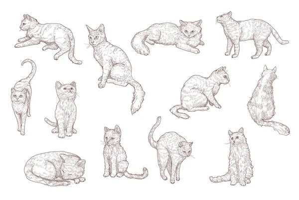 Leuke Katten Grappige Kittens Met Hand Getekende Vector Illustratie Set — Stockvector